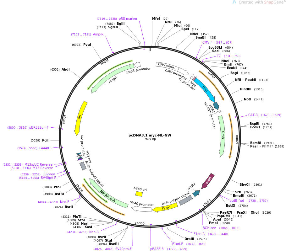 pcDNA3.1 myc-NL-GW质粒图谱